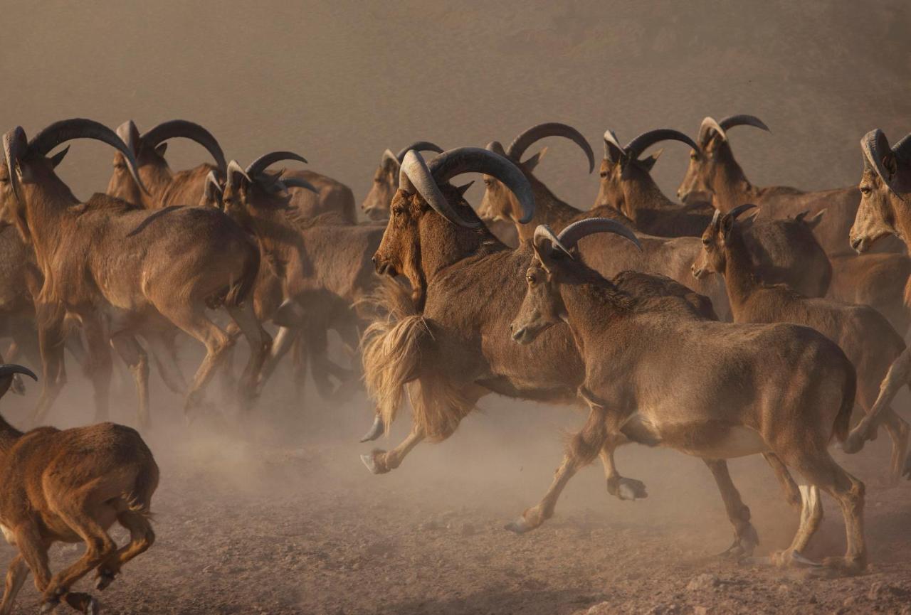 דאשה Anantara Sir Bani Yas Island Al Yamm Villa Resort מראה חיצוני תמונה